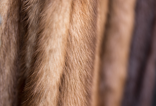 A background of vintage mink fur coats in shades of beige and brown. Shallow depth of field texture suitable for Animal Cruelty or luxury goods projects.