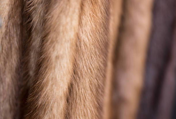 A background of vintage mink fur coats in shades of beige and brown. Shallow depth of field texture. A background of vintage mink fur coats in shades of beige and brown. Shallow depth of field texture suitable for Animal Cruelty or luxury goods projects. mink fur stock pictures, royalty-free photos & images