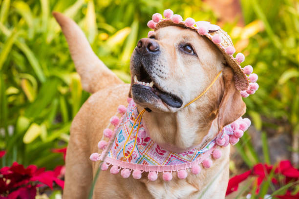 istock Yellow Labrador Retriever Pictures 1387183560