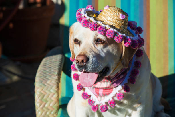 istock Yellow Labrador Retriever Pictures 1387183565