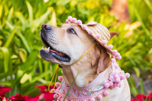 istock Yellow Labrador Retriever Pictures 1387183570