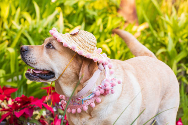 Labrador Retriever sitting in a garden wearing hat and a scarf