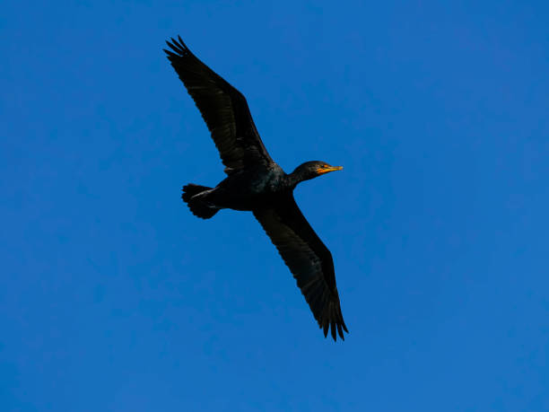 istock Double-crested Cormorant banks into a turn 1387183829