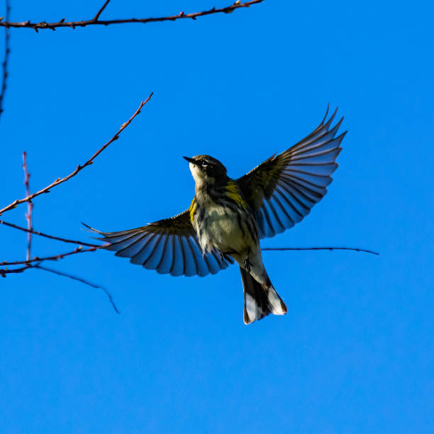 Yellow-rumped Warbler flying to a tree