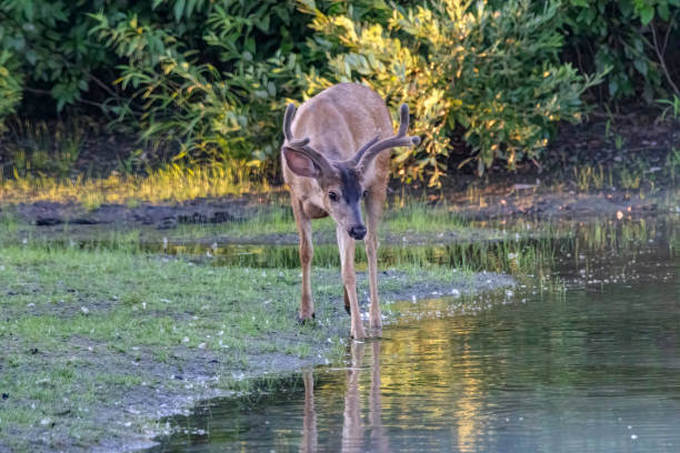 istock white-tailed deer in a lake 1387185456