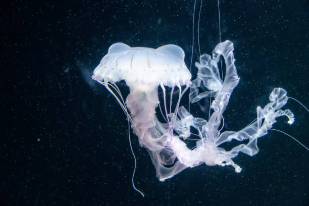 istock Jellyfish in the deep sea 1387187436