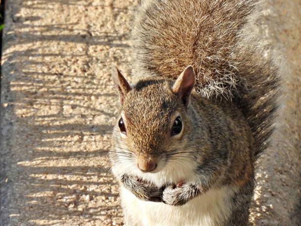 istock Gray Squirrel  (Sciurus carolinensis) sitting with paws on chest 1387190527