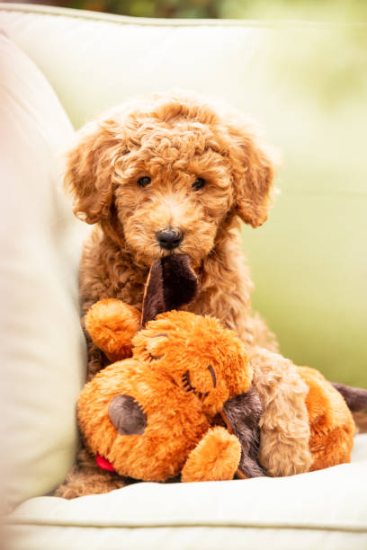 istock Golden Doodie Puppy 1387190721