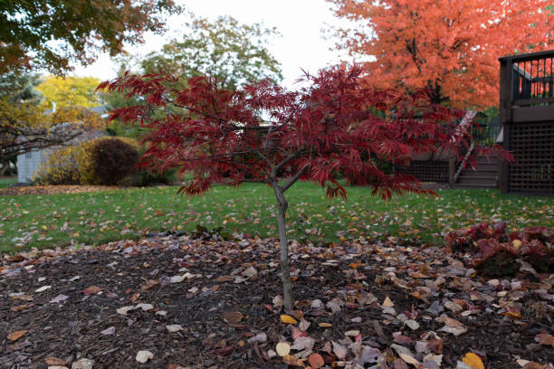 istock Small Japanese Maple Tree in a Home Garden during Autumn 1387191611