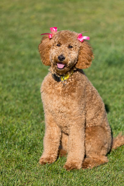 istock Golden Doodle Photos 1387192669