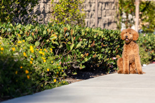 istock Golden Doodle Photos 1387192702