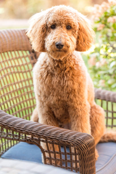 istock Goldendoodle Dog Sitting Down 1387194181