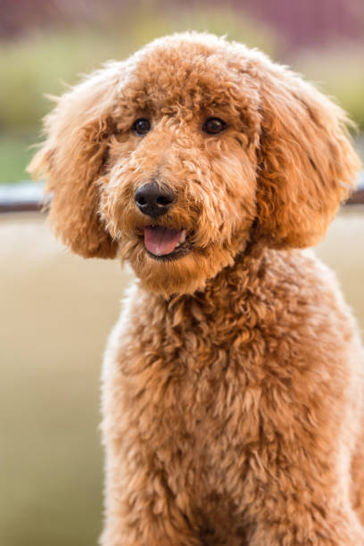 istock Goldendoodle Dog Sitting Down 1387194195