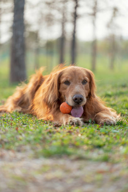 istock Golden Retriever lying on grass and playing with toy ball 1387194546