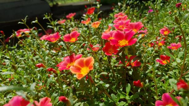 istock Red flowers in the litle garden 1387196106