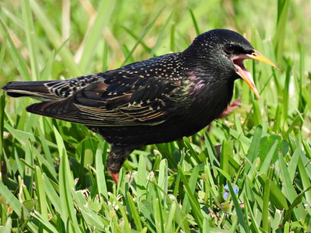 istock Common Starling (Sturnus vulgaris) in the grass with mouth open - profile 1387196253