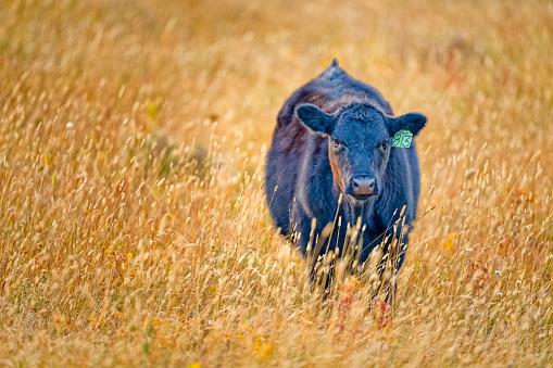 Cattle ranch in Rural Alberta Canada