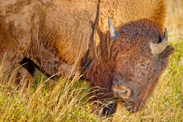 Bison grazing in Waterton National Park in Alberta