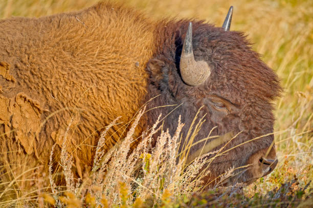 Bison grazing in Waterton National Park in Alberta