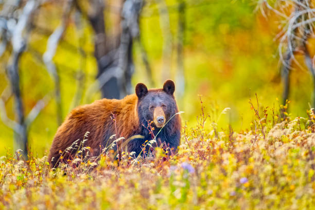 istock Waterton National Park in Alberta Canada 1387196448