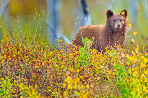 istock Waterton National Park in Alberta Canada 1387196980