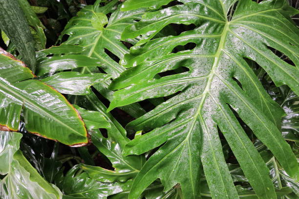 istock close up of tree with green leaf 1387197941