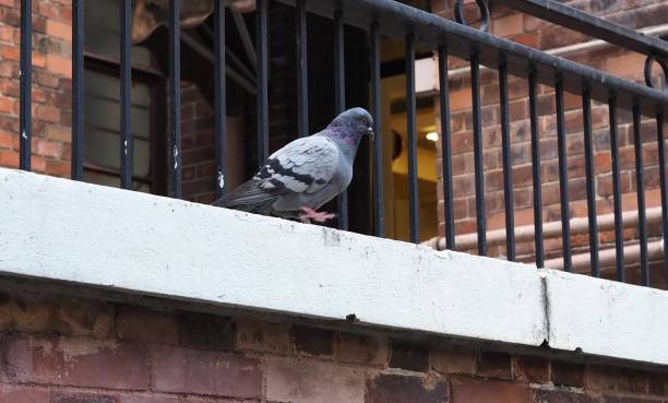 istock Pigeon in old red brick building 1387198906