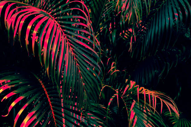 istock tropical palm leaves, dark nature background 1387199911