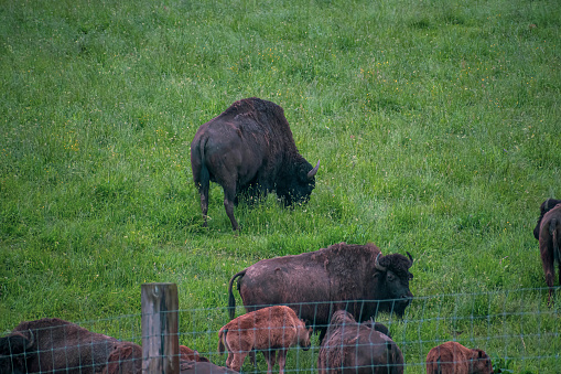 Bison family in a local farm. Large brown mammals with dangerous horns grazing in a green lush field. Selective focus on the details, blurred background.