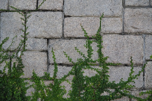 Green Creeper Plant growing on stone wall , Hong Kong