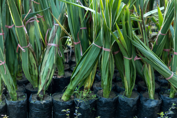 istock Yucca palms in a plastic bags 1387202752