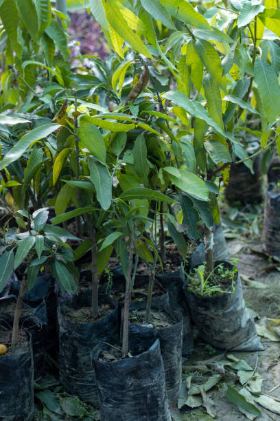istock Mango fruit plants seedlings in a plastic bags 1387202940