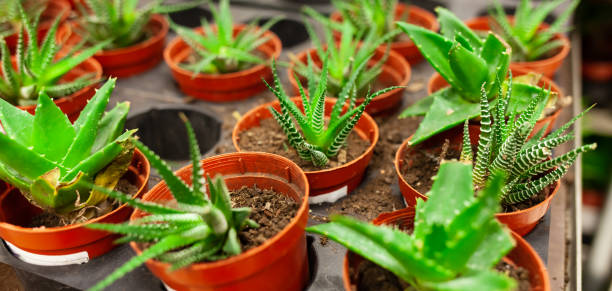 Succulents on the shelf. aloe vera