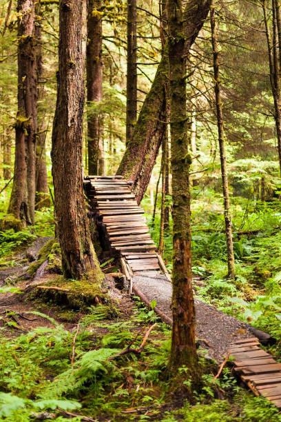 Mendenhall Valley Trails A section of the mountain biking trail system in the Mendenhall Valley near Juneau. The nearby Mendenhall Glacier and surrounding landscape is protected as part of the Mendenhall Glacier Recreation Area, a federally designated unit of the Tongass National Forest. southeastern alaska stock pictures, royalty-free photos & images