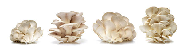 oyster mushroom - oyster mushroom edible mushroom fungus vegetable imagens e fotografias de stock