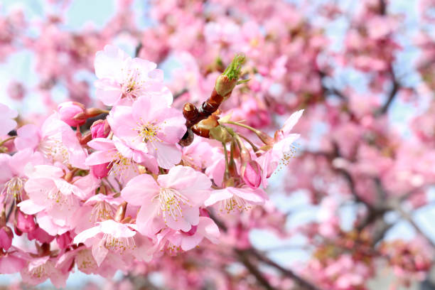 istock Kawazu cherry blossoms. 1387205775