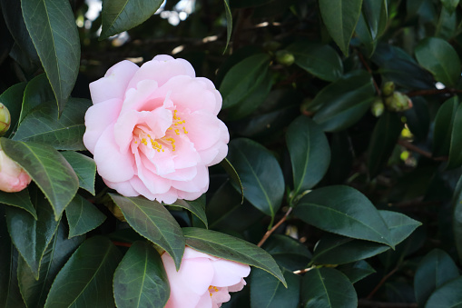 Pale pink flowers against dark green leaves.