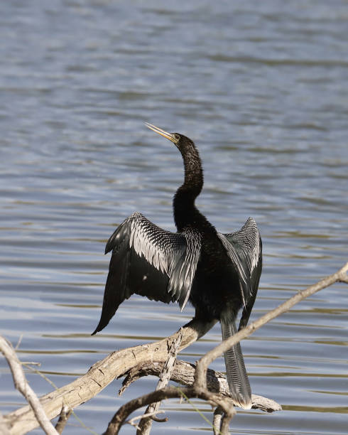 istock Anhinga (male) perched on a snag on the edge of a pond 1387205951