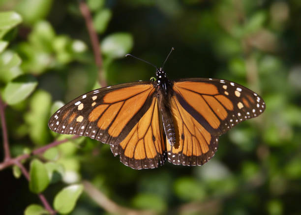 istock Closeup of a Monarch Butterfly (danaus plexippus) 1387205966