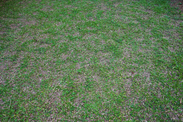 istock Close up green plant with grassy ground 1387206683