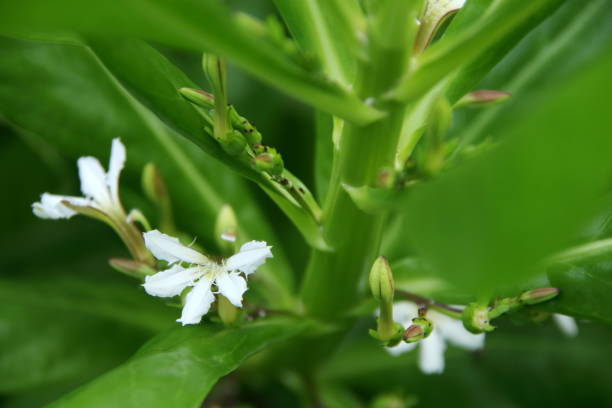 istock Beach Naupaka flowers on brach. 1387208476