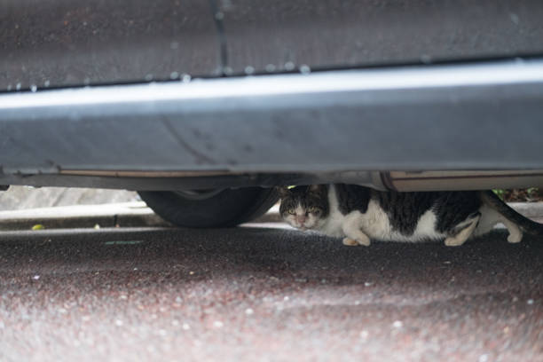 istock Cat hidden under the car 1387212912