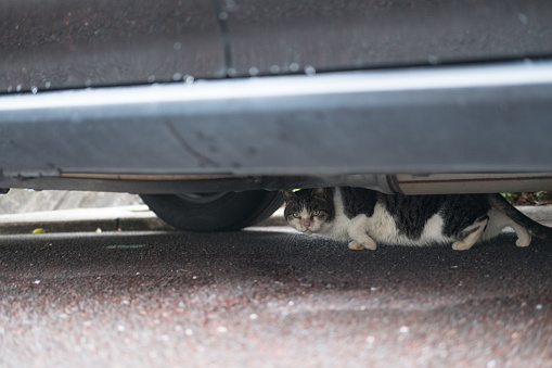 Cat hidden under the car