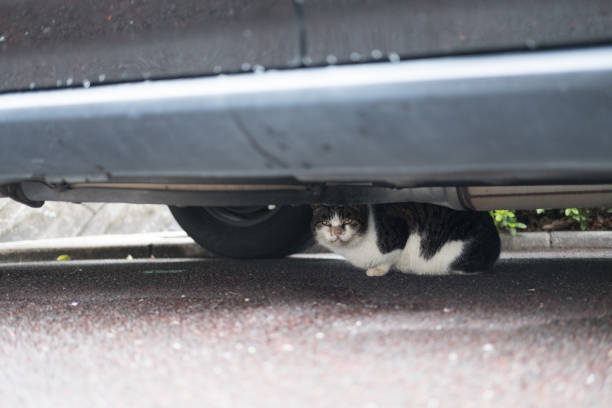 istock Cat hidden under the car 1387212961