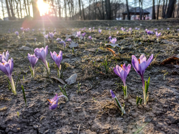 istock crocus flowers in the spring - Romania 1387217526