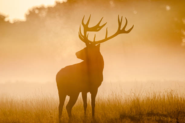 Silhouetted Red Deer during the annual deer rut in Europe stock photo