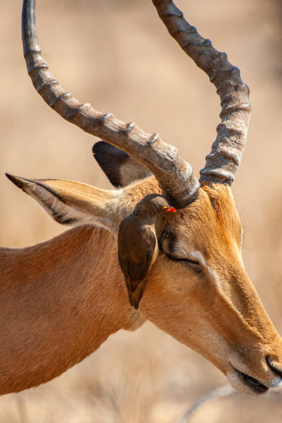 istock Impala ram walking along with an Oxpecker feeding in the Kruger Park 1387218712