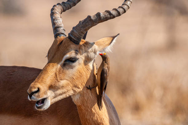 istock Impala ram walking along with an Oxpecker feeding in the Kruger Park 1387218719
