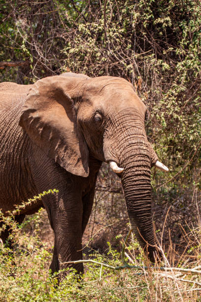 istock African Elephant walking through the grasslands towards a  waterhole 1387218759