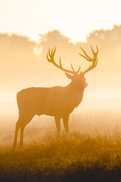 istock Silhouetted Red Deer during the annual deer rut in Europe 1387218792